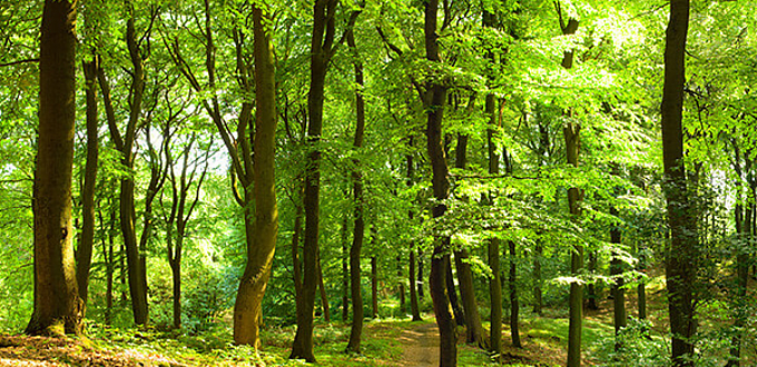 Sustainability at Planol